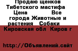 Продаю щенков Тибетского мастифа › Цена ­ 45 000 - Все города Животные и растения » Собаки   . Кировская обл.,Киров г.